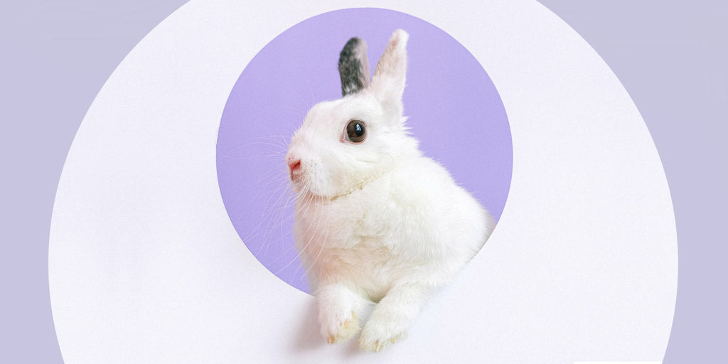 Next generation consuming habits: Cruelty-Free