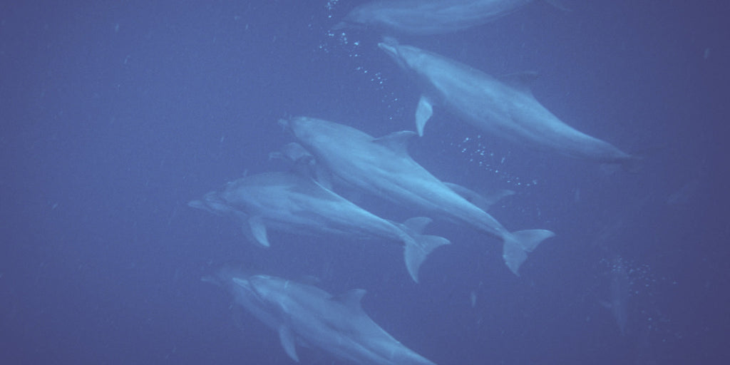 The secrets of sleeping underwater