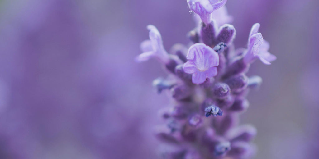 Natural remedies for better sleep