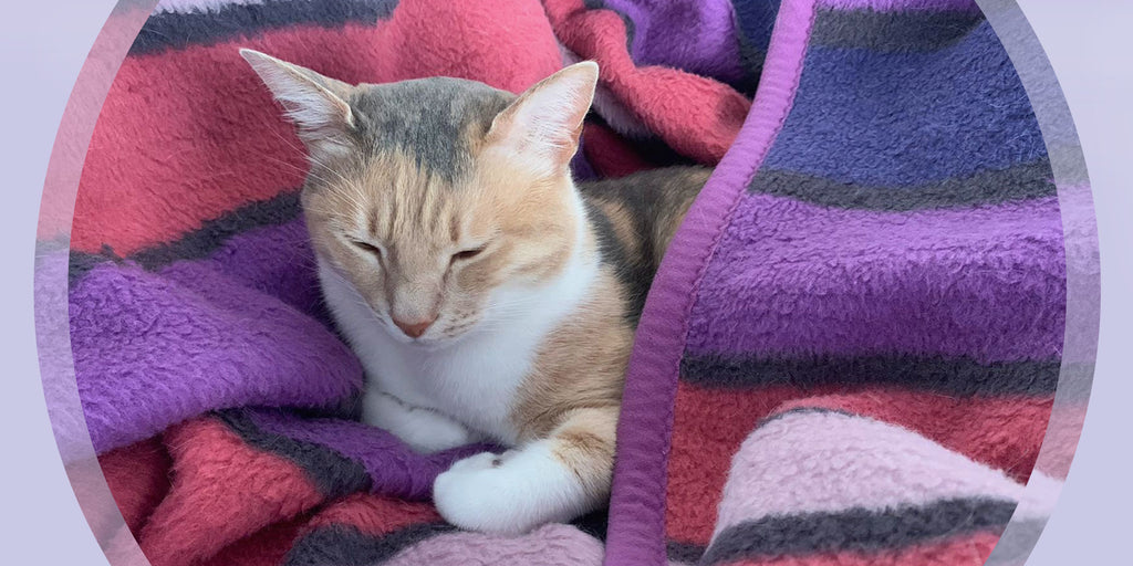 Pets and healthy well-being?